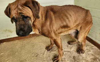 Dog meat farm fire survivor